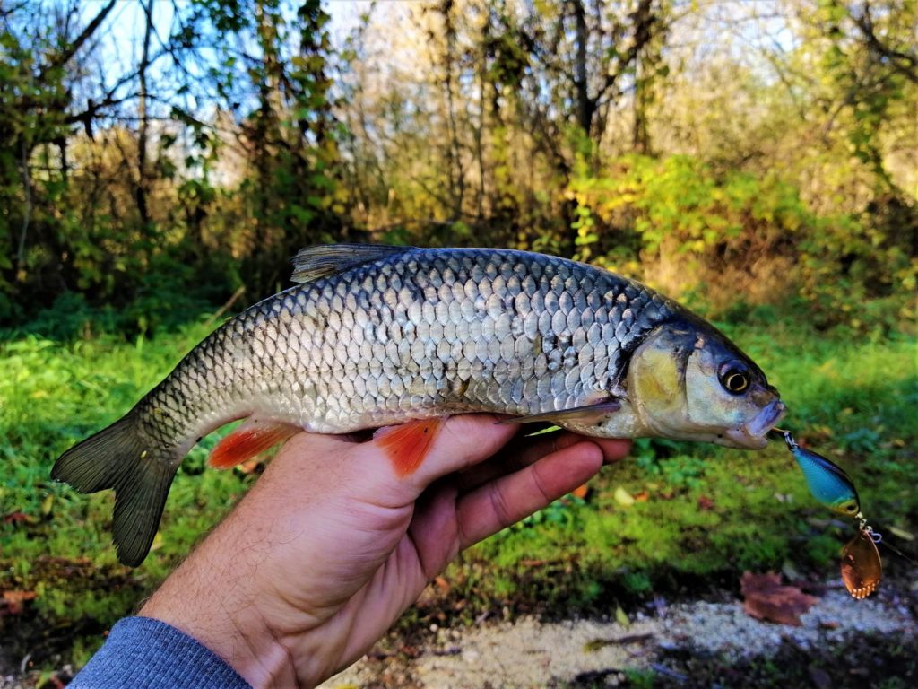 Eredményesen Wizard gumikkal | HorgászMánia friss horgász hírek Eredményesen Wizard gumikkal | HorgászMánia friss horgász hírek